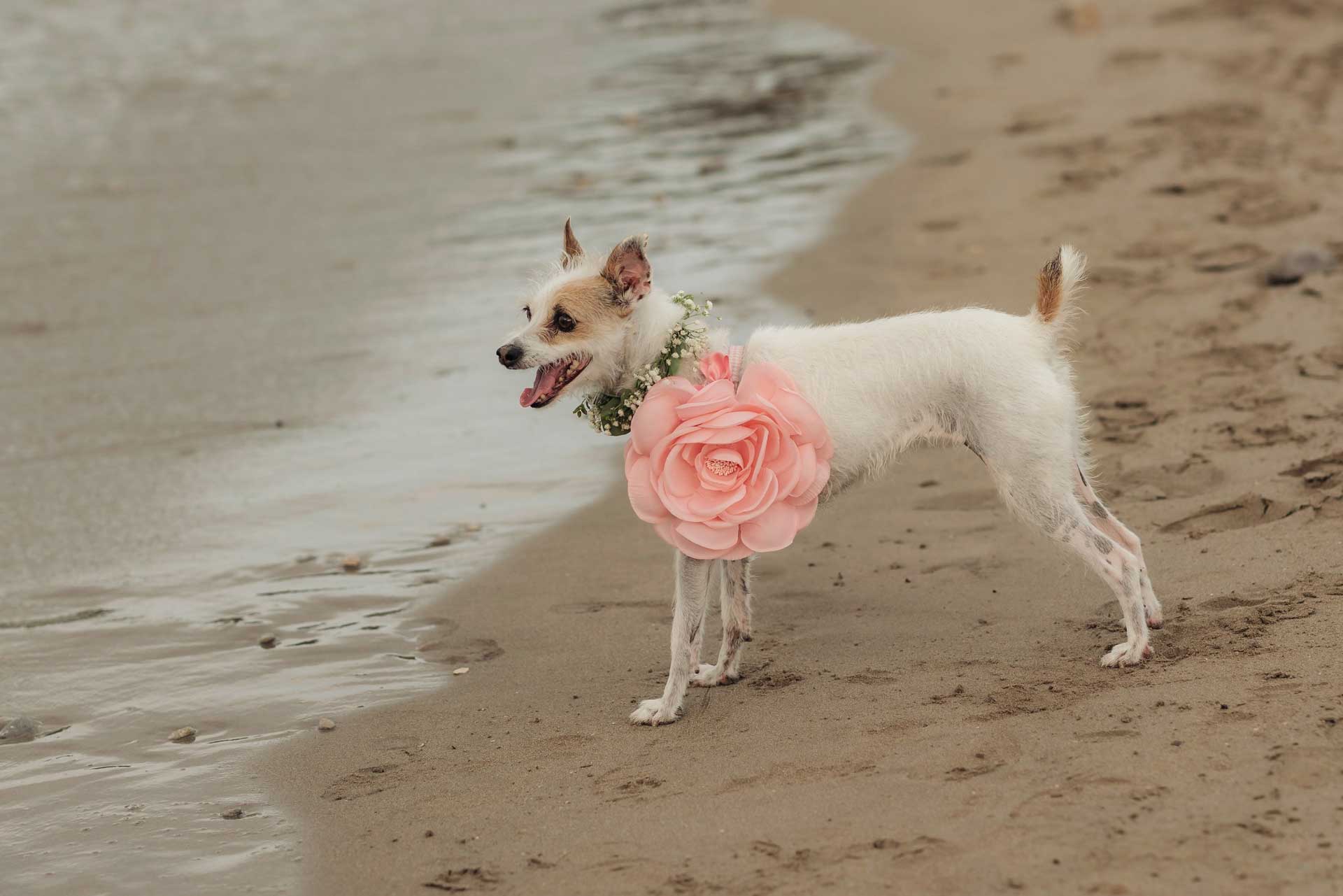 costa blanca buyers blog2 pets 2